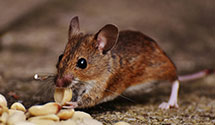 24 Hour & Emergency Exterminators in Norristown, PA
